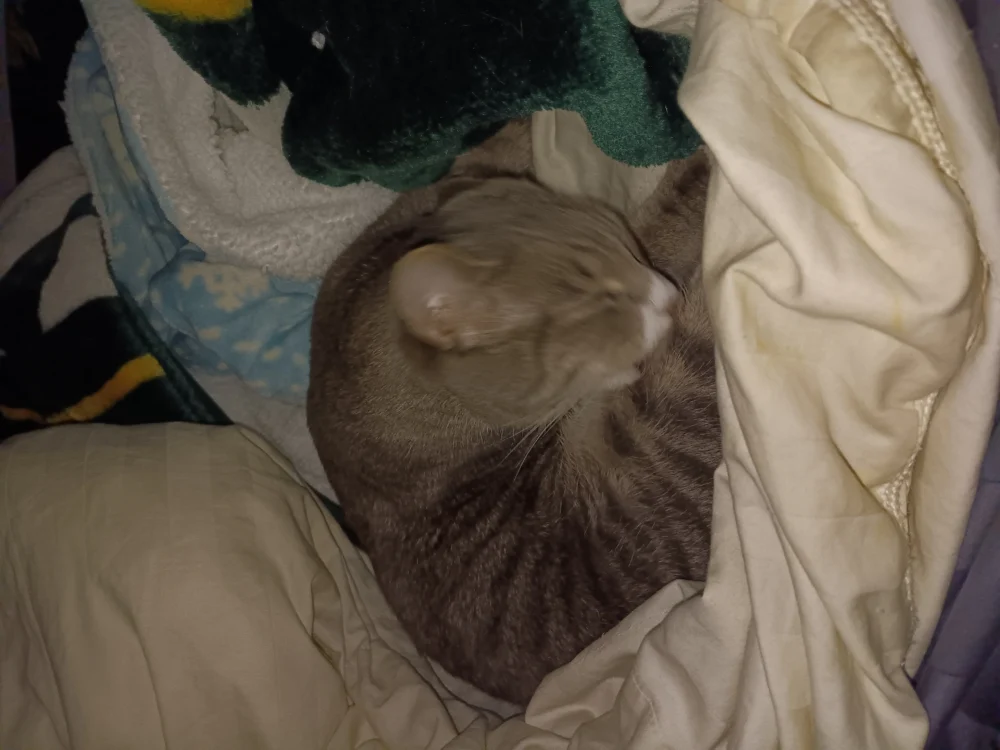 More Tabbie