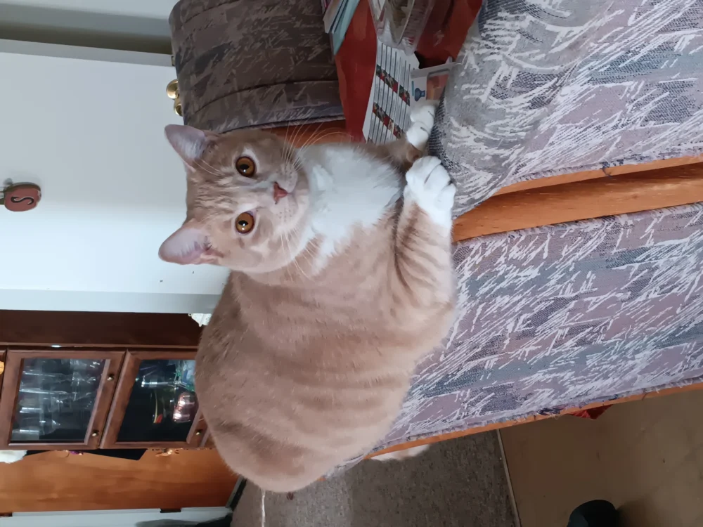 Behold the Power of Catnip