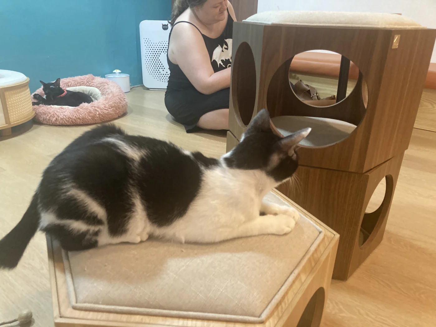 Another Cat from the Cat Cafe