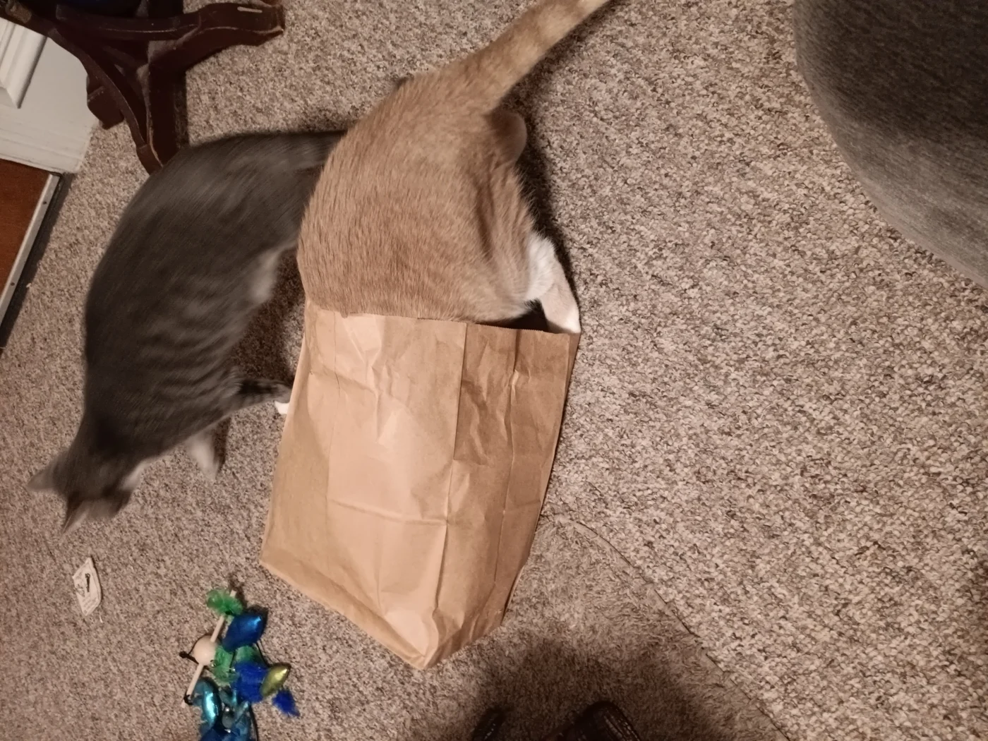 The Cat's Out of the Bag!