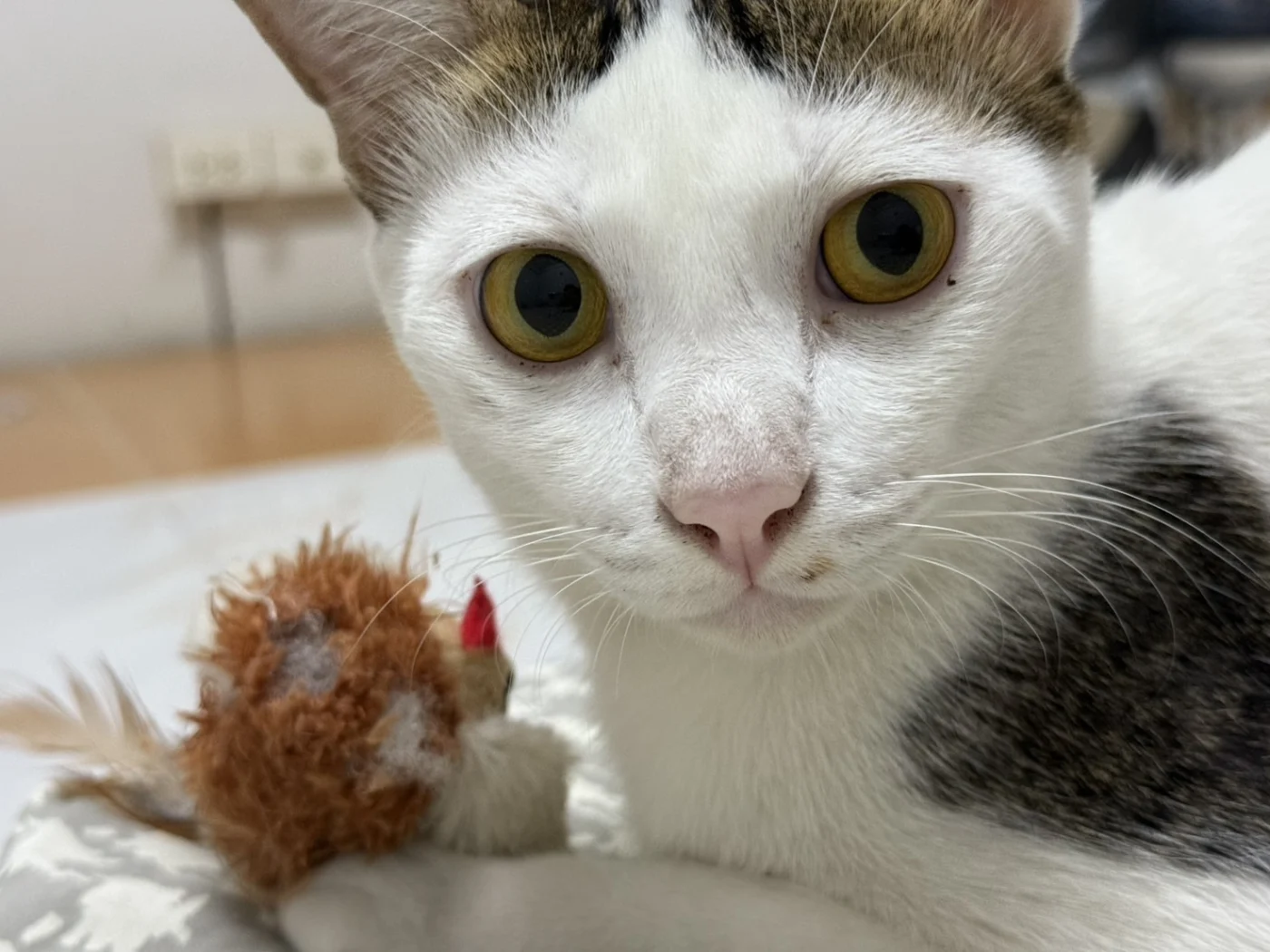 Mai Killed Toy in 7 Days