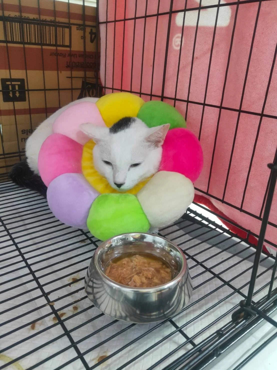Good News For the Cat