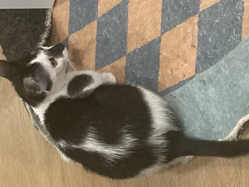 Cat Cafe Bangkok