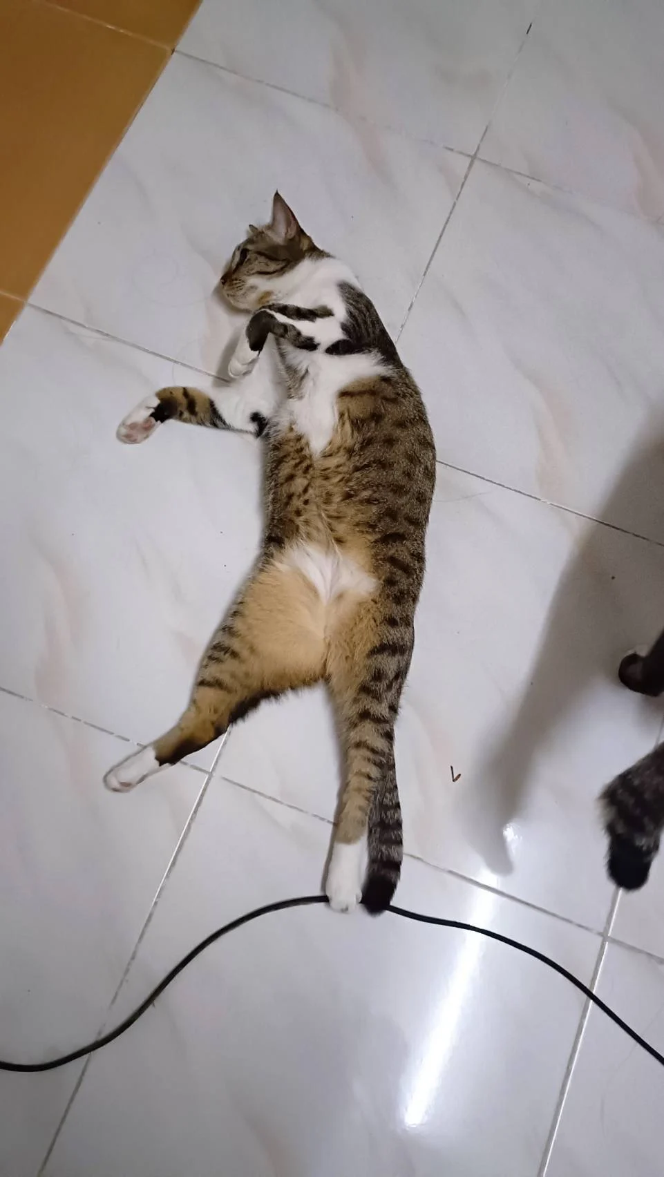 Simba