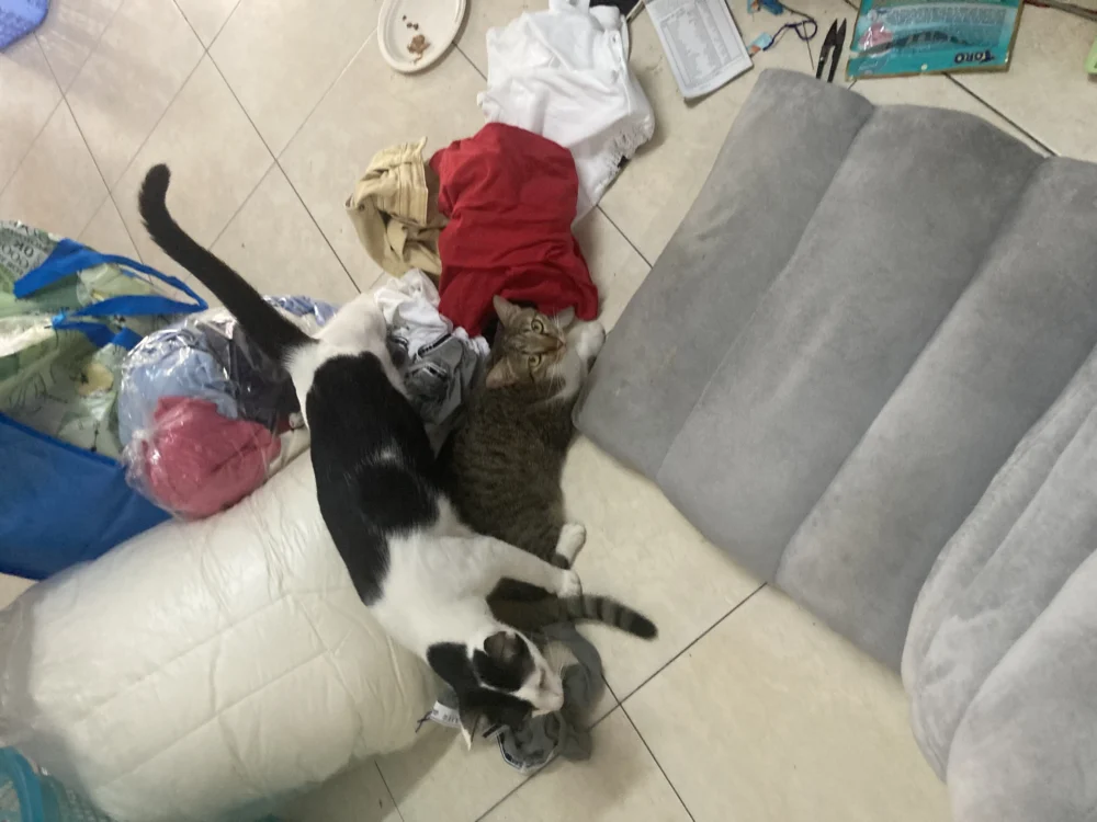Bpen will crawl over his mom