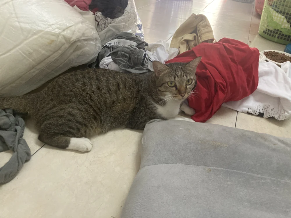 Simba Helping With Laundry