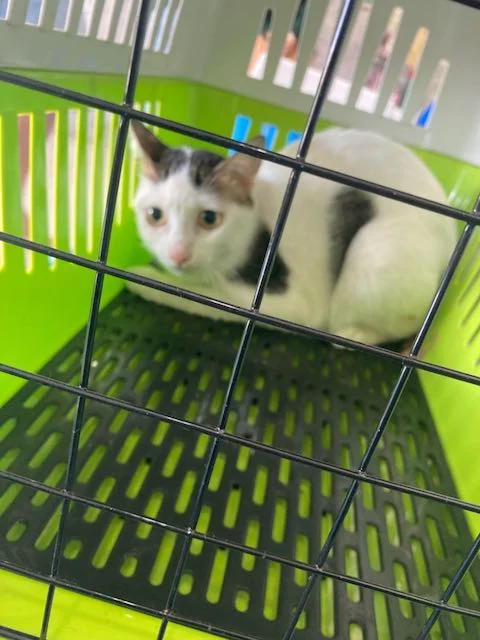 Mai Got the All Clear from the Vet