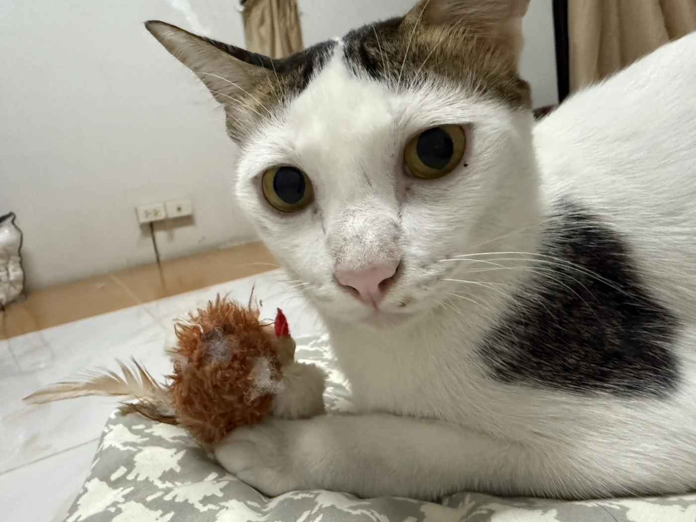 Mai Killed Toy in 7 Days
