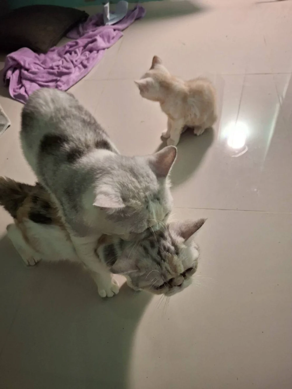 Three Amigos