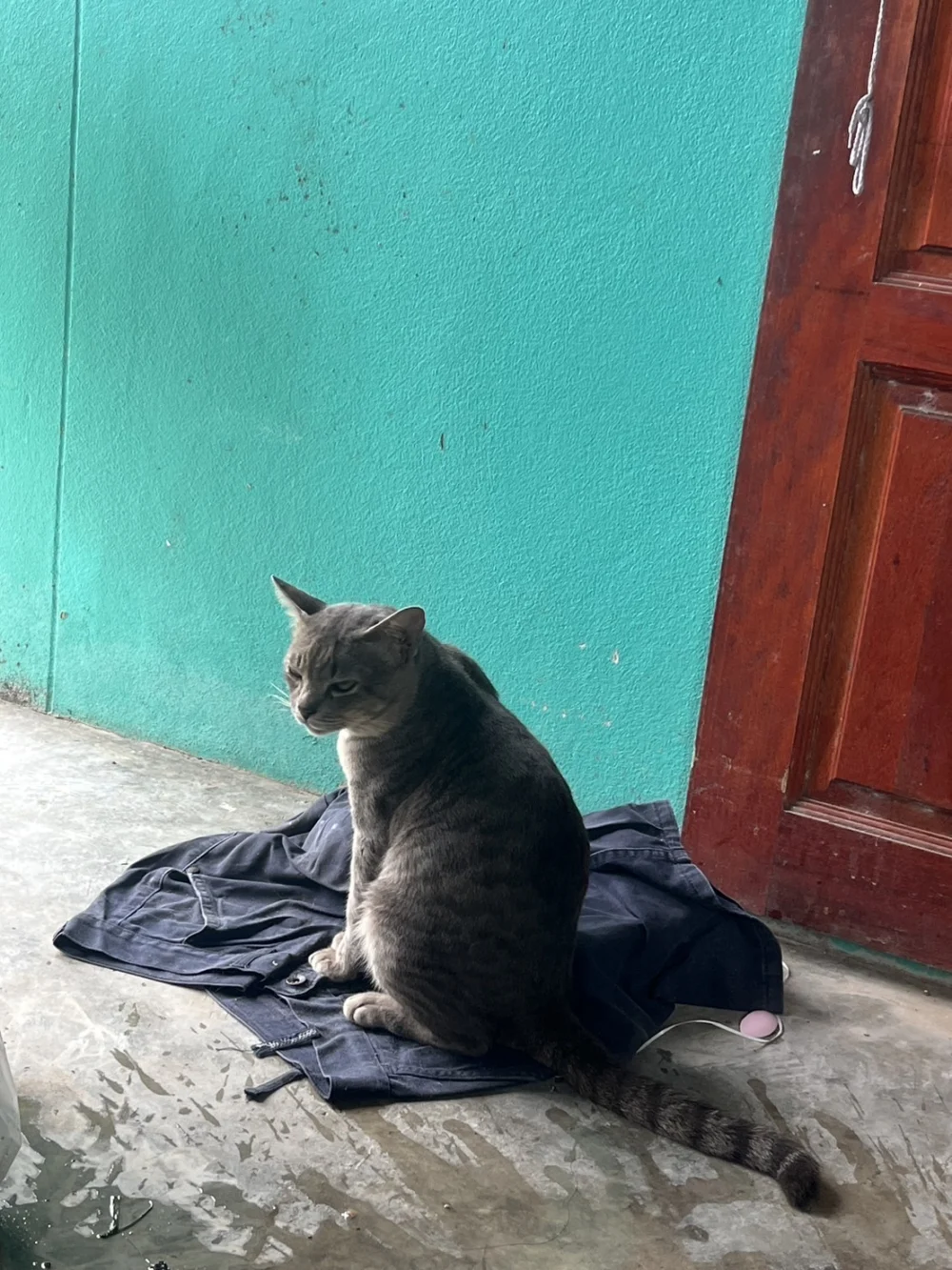 Outside Cat